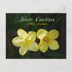 South Carolina State Flower: Gult Jessamine Vykort