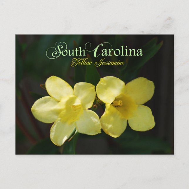 South Carolina State Flower: Gult Jessamine Vykort (Framsida)