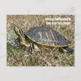 South Carolina Turtle Vykort