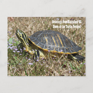 South Carolina Turtle Vykort