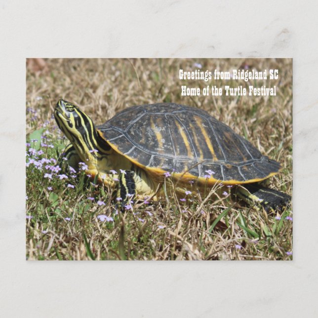 South Carolina Turtle Vykort (Framsida)
