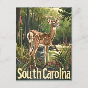 South Carolina Vitskalig hjort Vykort