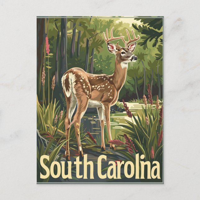 South Carolina Vitskalig hjort Vykort (Framsida)