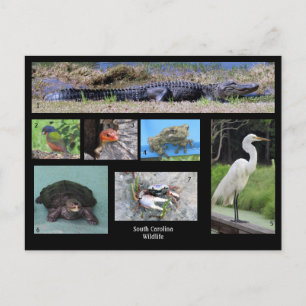 South Carolina Wildlife Postcard Vykort
