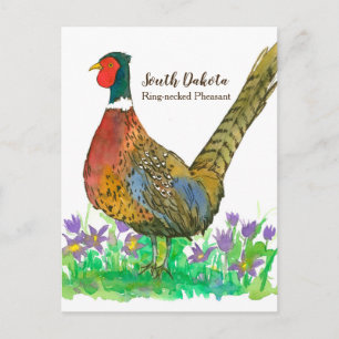 South Dakota Ring Necked Pheasant Pasque Flower Vykort