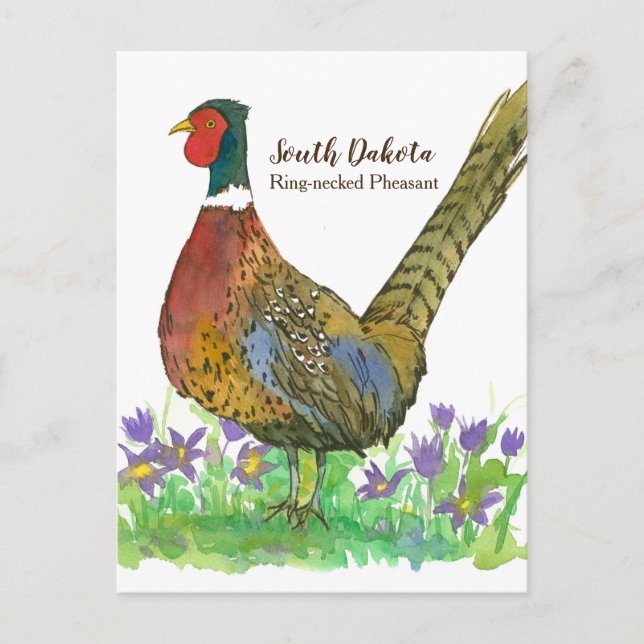 South Dakota Ring Necked Pheasant Pasque Flower Vykort (Framsida)