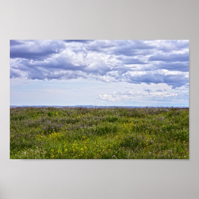 South Dakota Wildblommor Poster (Framsidan)