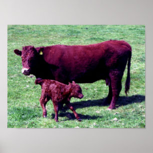 South Devon Ruby Red Cow and Young Calf Poster