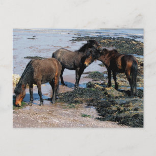 South Devon Three Dartmoor Ponies spelar på strand Vykort