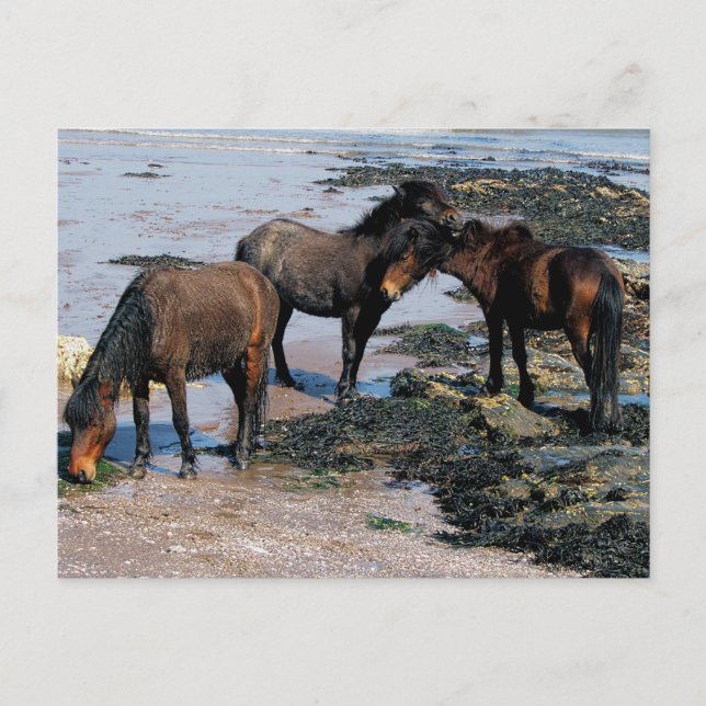 South Devon Three Dartmoor Ponies spelar på strand Vykort (Framsida)