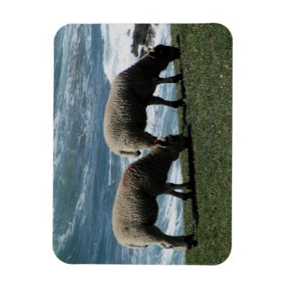 South Devon Two Lambs Grazeing on Vild Kusten Magnet