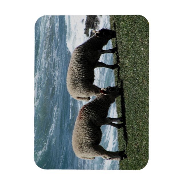 South Devon Two Lambs Grazeing on Vild Kusten Magnet (Vertikal)