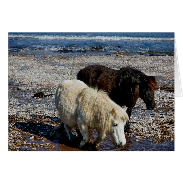 South Devon Two Shetland Ponies on Remote Beach Hälsningskort (Framsidan Horizontal)