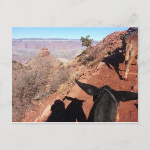 South Kiabab Grand Canyon National Park Mule Ride Vykort