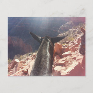 South Kiabab Grand Canyon National Park Mule Ride Vykort
