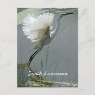 South Louisiana Vykort