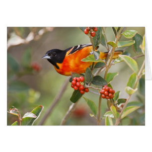 South Padre Island, Texas, USA, Baltimore Oriole Hälsningskort