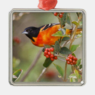 South Padre Island, Texas, USA, Baltimore Oriole Julgransprydnad Metall