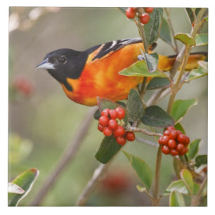 South Padre Island, Texas, USA, Baltimore Oriole Kakelplatta