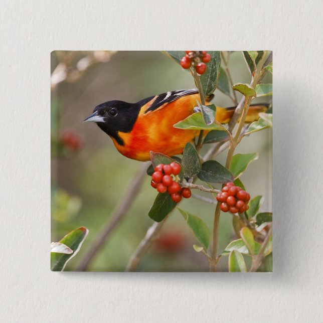 South Padre Island, Texas, USA, Baltimore Oriole Knapp (Framsida)