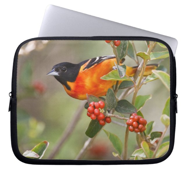 South Padre Island, Texas, USA, Baltimore Oriole Laptop Fodral (Framsidan)