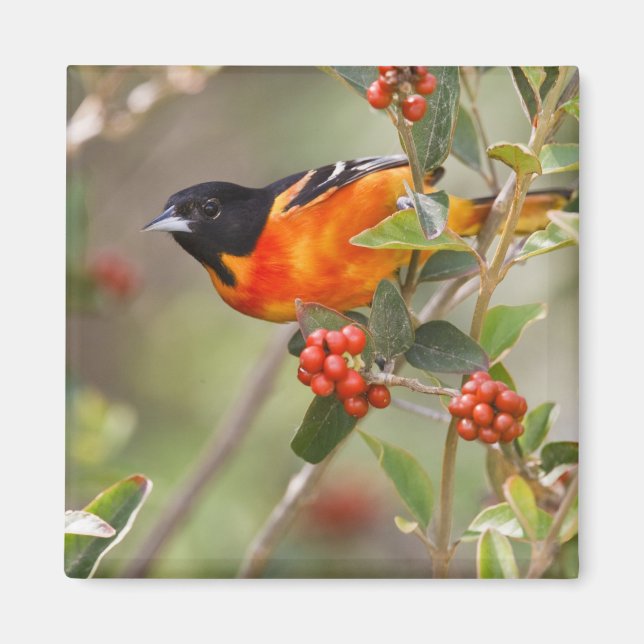 South Padre Island, Texas, USA, Baltimore Oriole Magnet (Framsidan)