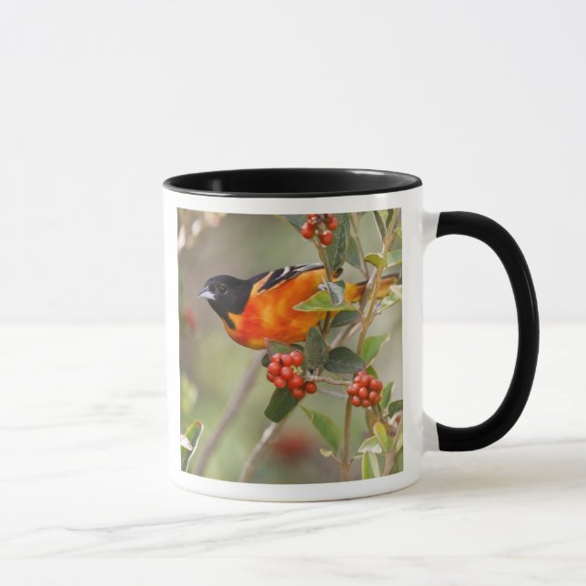 South Padre Island, Texas, USA, Baltimore Oriole Mugg (Höger)