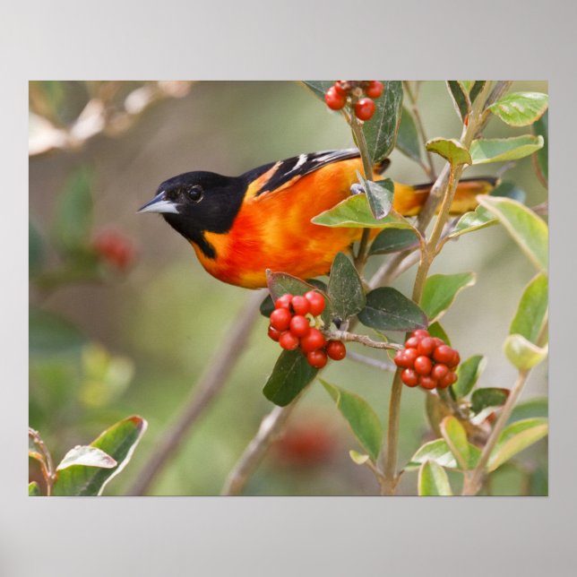 South Padre Island, Texas, USA, Baltimore Oriole Poster (Framsidan)