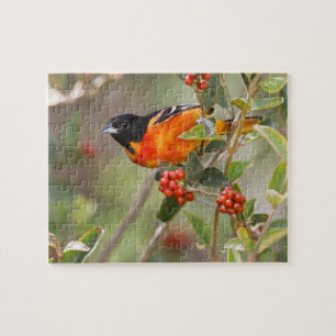 South Padre Island, Texas, USA, Baltimore Oriole Pussel