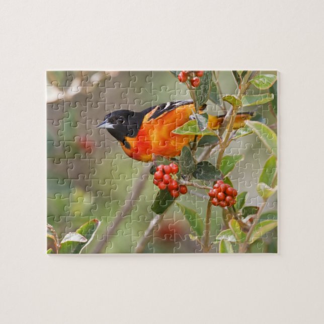 South Padre Island, Texas, USA, Baltimore Oriole Pussel (Horisontell)