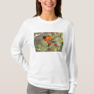 South Padre Island, Texas, USA, Baltimore Oriole Tee