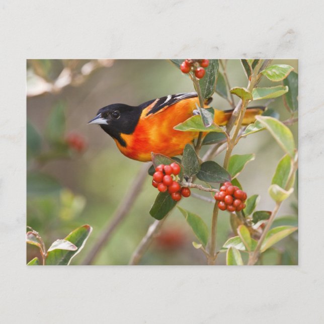 South Padre Island, Texas, USA, Baltimore Oriole Vykort (Framsida)