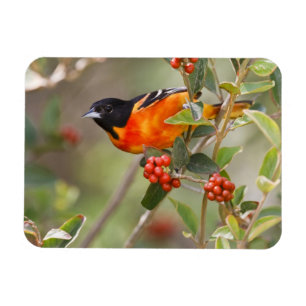 South Padre Island, Texas, USA, Baltimororiental Magnet