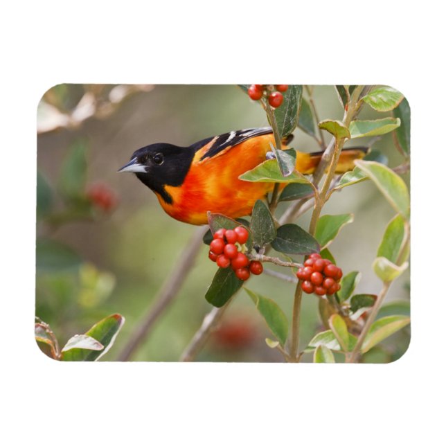South Padre Island, Texas, USA, Baltimororiental Magnet (Horisontell)