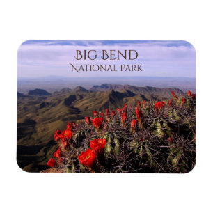 South Rim, Cactus Blommars, Big Bend National Park Magnet