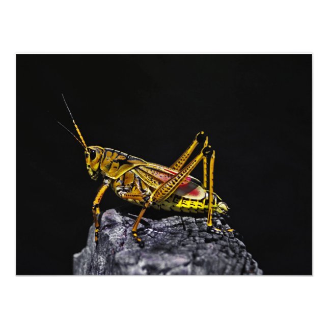 Southeast Lubber Grashopper. Fototryck (Framsidan)