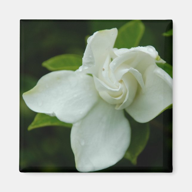 Southern Belle Magnet (Framsidan)