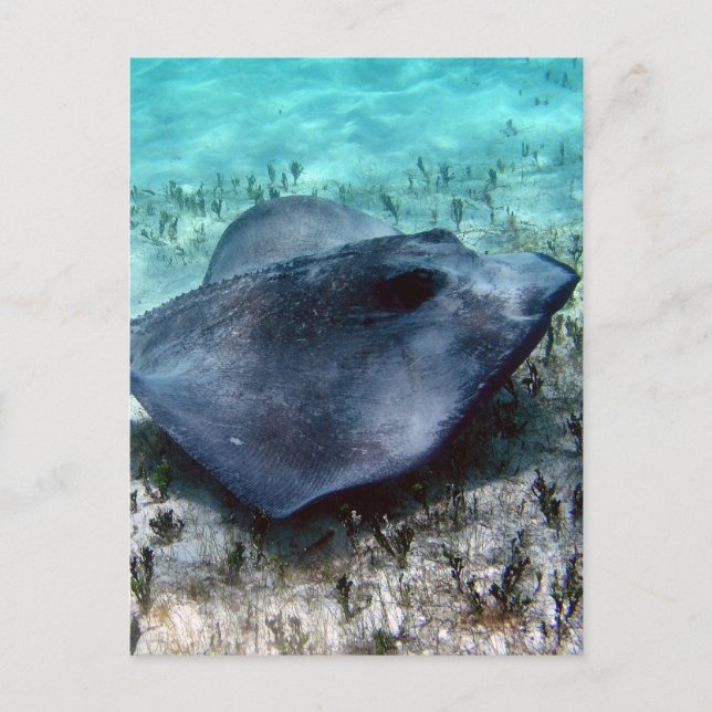 Southern Stingray Vykort (Framsida)