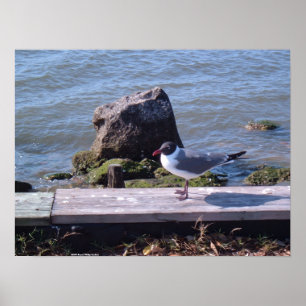 Southport, North Carolina - Fiskmås Poster