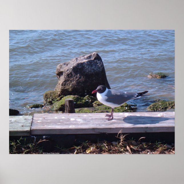 Southport, North Carolina - Fiskmås Poster (Framsidan)