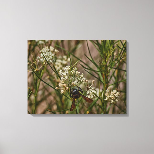 Southwest Forager Canvastryck (Framsida)
