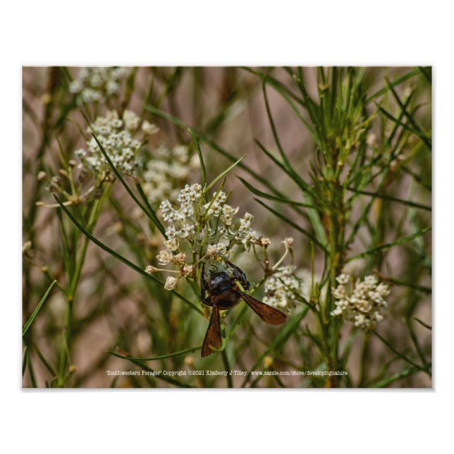 Southwest Forager Fototryck (Framsidan)