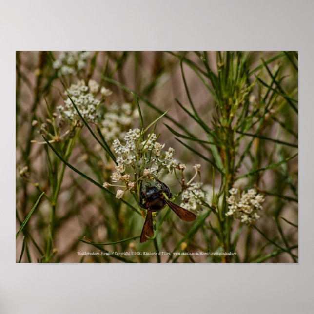 Southwest Forager Poster (Framsidan)