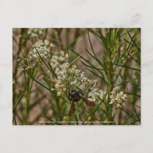 Southwest Forager Vykort