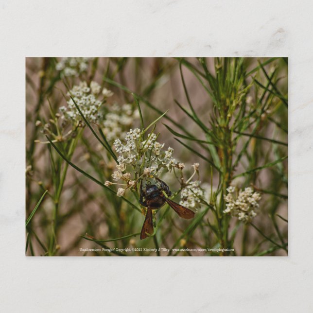 Southwest Forager Vykort (Framsida)