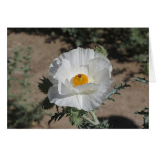 Southwest Pricklypoppy OBS Kort