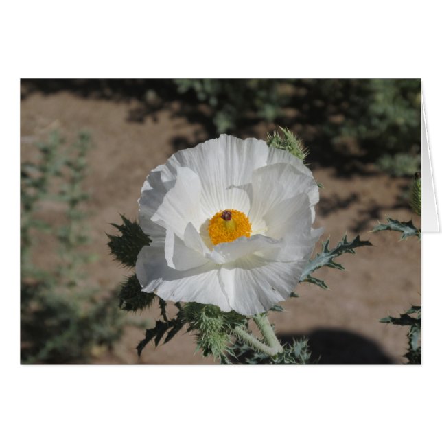 Southwest Pricklypoppy OBS Kort (Framsidan Horizontal)