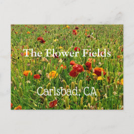 Souvenir-kort: Flower Fält, Carlsbad, CA Vykort
