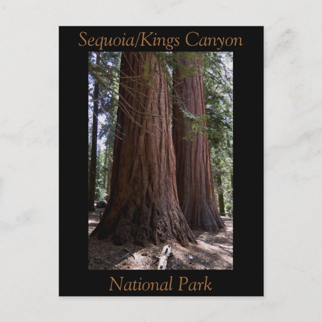 Souvenir Sequoia Kings Canyon nationalpark Vykort (Framsida)