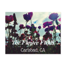 Souvenir-vykort: Flower Fält i Carlsbad, CA.